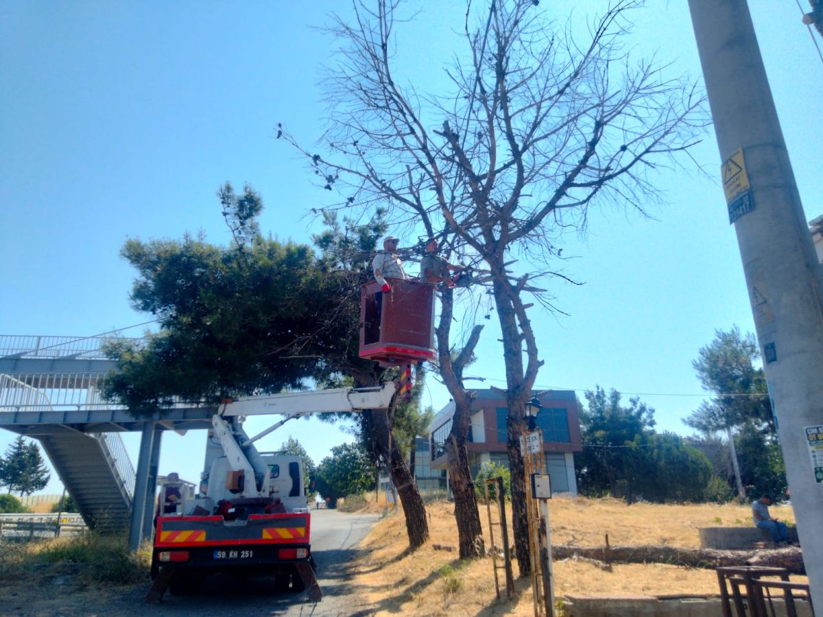 Park Revizyon ve Çevre Düzenleme