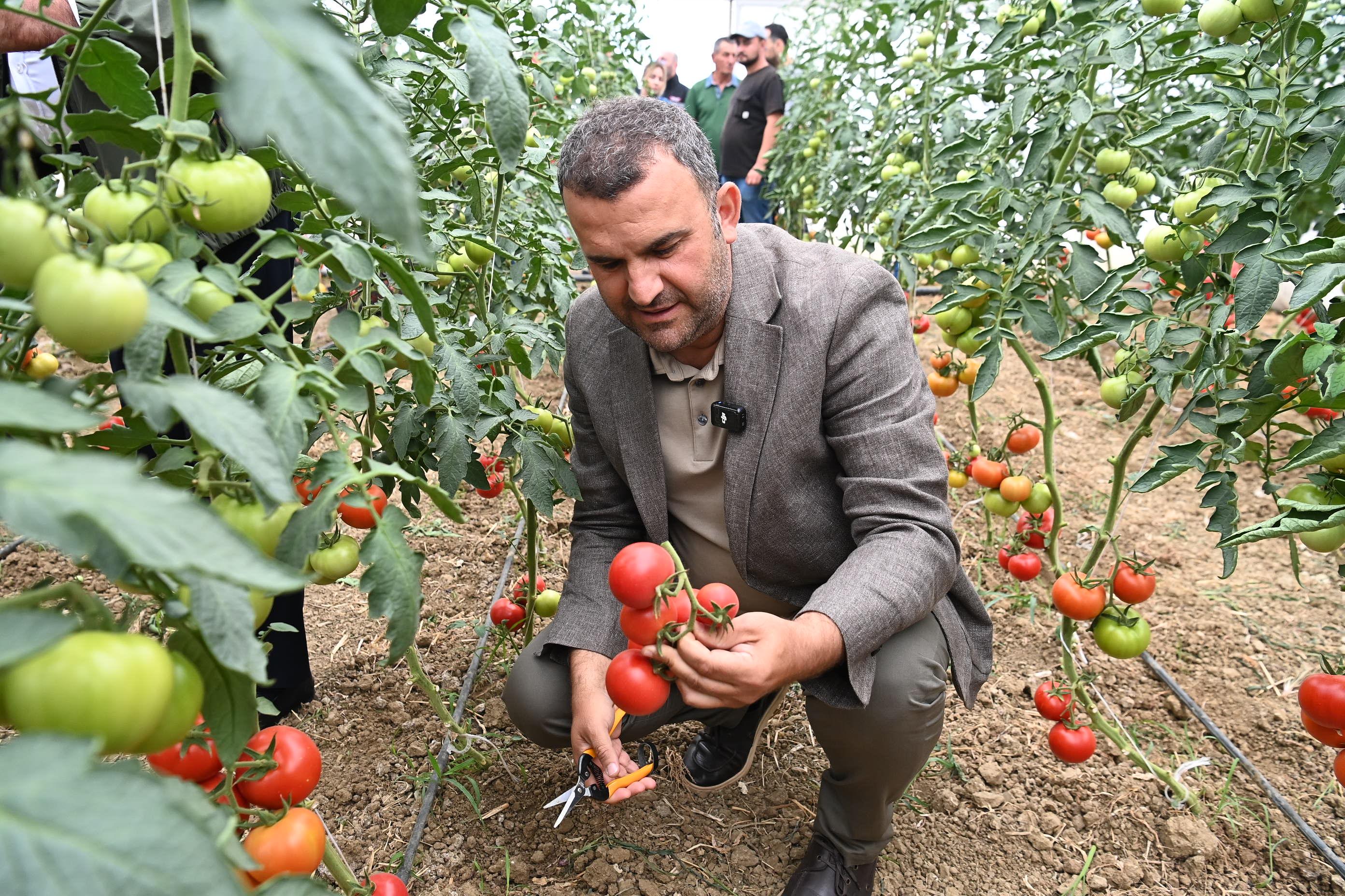 Topraktan İhtiyaç Sahiplerinin Sofrasına Uzanan Belediye Eli