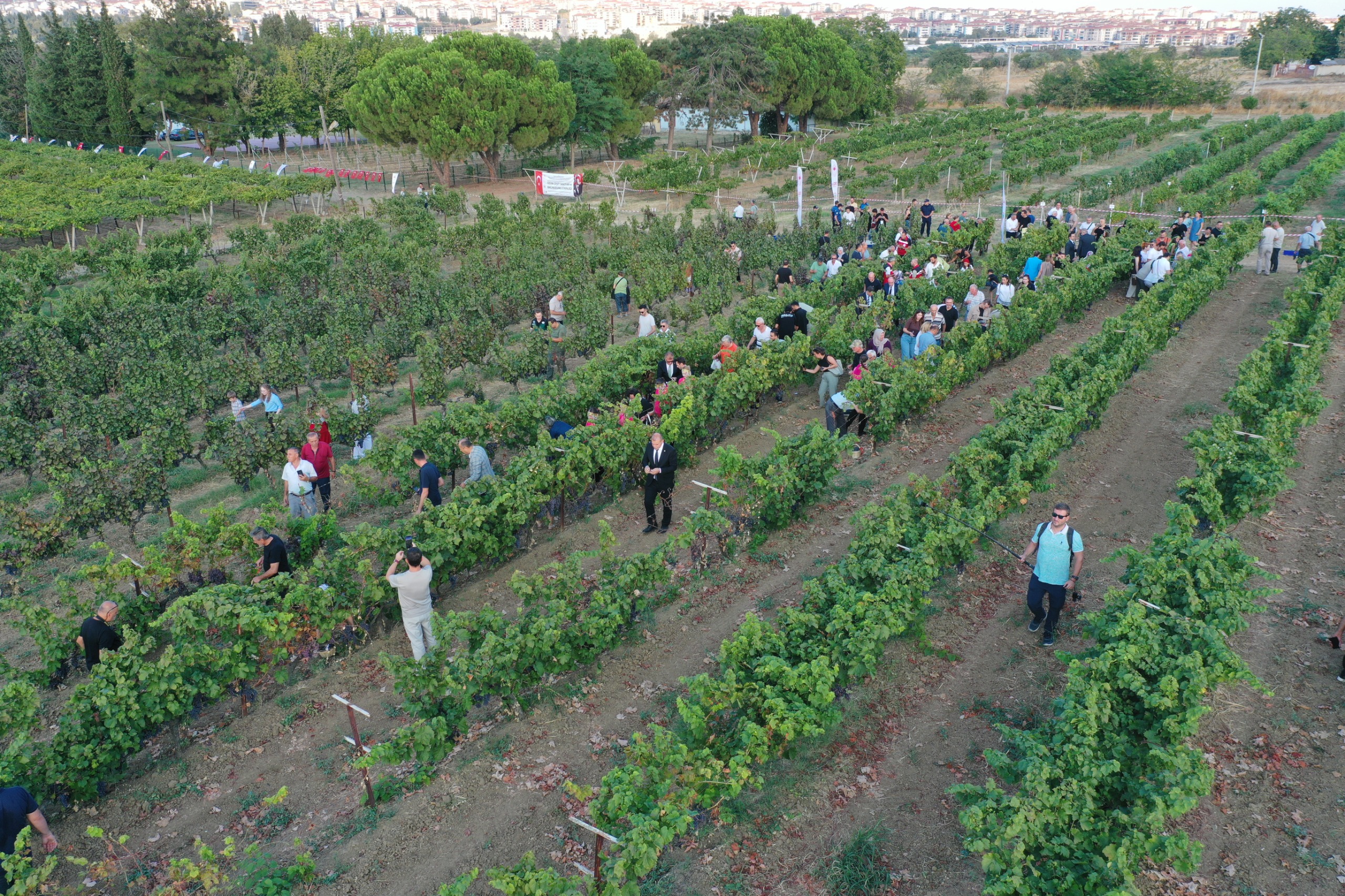 Süleymanpaşa Bağbozumu Şenliği Coşkuyla Kutlandı